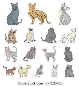 Breeds of cats cartoon icons in set collection for design. Pet cat vector symbol stock web illustration.