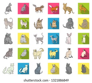 Breeds of cats cartoon,flat icons in set collection for design. Pet cat vector symbol stock web illustration.