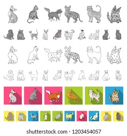 Breeds of cats flat icons in set collection for design. Pet cat vector symbol stock web illustration.