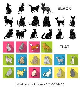 Breeds of cats flat icons in set collection for design. Pet cat vector symbol stock web illustration.