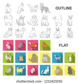 Breeds of cats flat icons in set collection for design. Pet cat vector symbol stock web illustration.