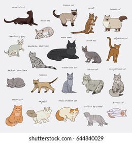 Breeds of cats isolated vector doodle hand drawn illustrations set