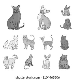 Breeds of cats monochrome icons in set collection for design. Pet cat vector symbol stock web illustration.