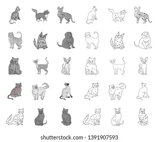 Breeds of cats mono,outline icons in set collection for design. Pet cat vector symbol stock web illustration.