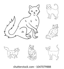 Breeds of cats outline icons in set collection for design. Pet cat vector symbol stock web illustration.