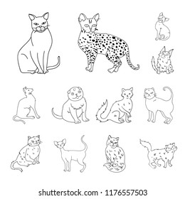 Breeds of cats outline icons in set collection for design. Pet cat vector symbol stock web illustration.