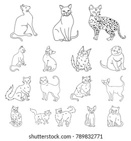 Breeds of cats outline icons in set collection for design. Pet cat vector symbol stock web illustration.