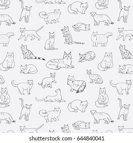 Breeds of cats vector illustrations line hand drawn doodle pattern