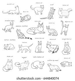 Breeds of cats vector line doodle illustrations set