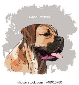 Breeds of dogs collection: Cane Corso. Hand drawn sketch of dog head, vector. Poster, postcard, calendar 2018