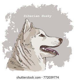 Breeds of dogs collection: Siberian Husky. Hand drawn sketch of dog head, vector. Poster, postcard, calendar, t-shirt