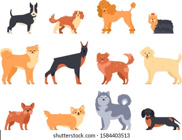 Breeds of dogs. Doberman dog, alaskan malamute, cute bulldog and akita. Group of purebred pedigree doggy character vector isolated illustration icons set. Flat style cartoon animals pack