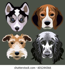 Breeds of dogs spaniel husky fox terrier beagle