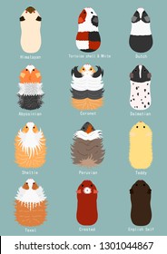 breeds of guinea pig