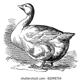 Bremen Goose, vintage engraved illustration. Trousset encyclopedia (1886 - 1891).