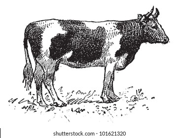 Breton cattle breed, vintage engraved illustration. Dictionary of words and things - Larive and Fleury - 1895.