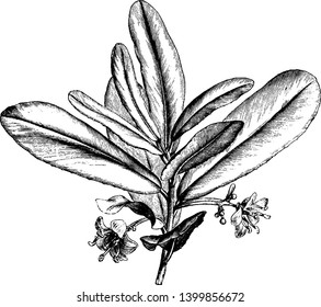 The Brexia Madagascariensis is green shrub. Lanceolate leaves alternately arranged on stem end. Individual flowers growing on common long stem, vintage line drawing or engraving illustration.