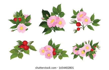 Briar Blossomed Flowers with Rosehips Isolated on White Background Vector Set