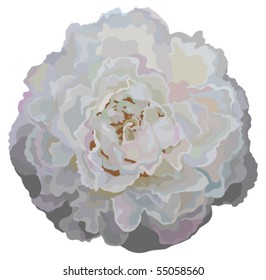 Briar flower isolated