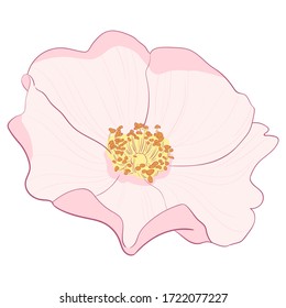 Briar, Rosa canina, dog-rose hand-drawn vector line art. Isolated on white background. Outline flower sketch illustration. Contour drawing design for fabric, poster, web banner or print.