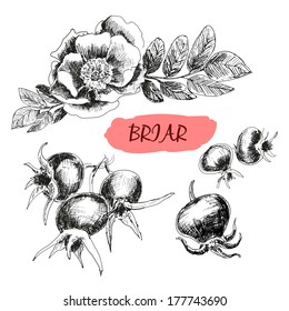 Briar. Wild rose. Hand drawn illustration