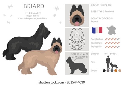 Briard clipart. Different coat colors and poses set.  Vector illustration