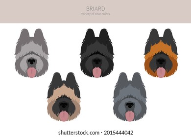 Briard clipart. Different coat colors and poses set.  Vector illustration