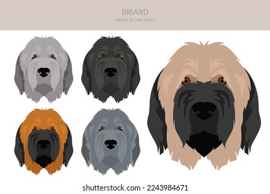 Briard dog clipart. All coat colors set.  Different position. All dog breeds characteristics infographic. Vector illustration