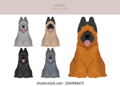 Briard dog clipart. All coat colors set.  Different position. All dog breeds characteristics infographic. Vector illustration