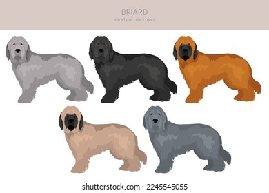 Briard dog clipart. All coat colors set.  Different position. All dog breeds characteristics infographic. Vector illustration