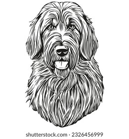 Briard dog head line drawing vector,hand drawn illustration with transparent background sketch drawing