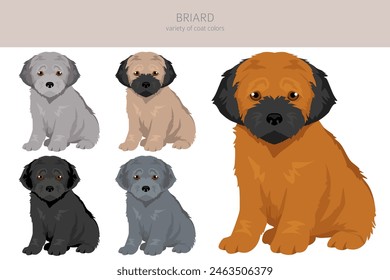 Briard dog puppy clipart. All coat colors set.  Different position. All dog breeds characteristics infographic. Vector illustration