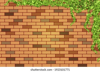 Сrawling up a brick wall of geen vine, liana or ivy hanging from above or climbing the home.Decoration for garden or home.
