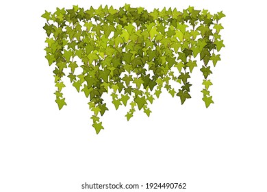 Сrawling up a brick wall of geen vine, liana or ivy hanging from above or climbing the home.Decoration for garden or home.
