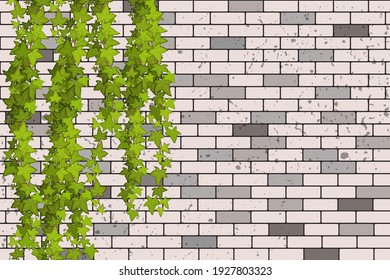 Сrawling up a brick wall of geen vine, liana or ivy hanging from above or climbing the home.Decoration for garden or home.
