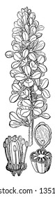 Bridal Wreath is a species of Rosaceae family. Small flowers shrubs and clusters are arranged on stem. Flowers have 3-4 petals, vintage line drawing or engraving illustration.