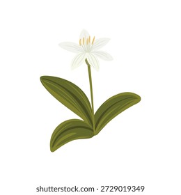 capota da noiva, xícara da rainha, flor de lírio talão, Clintonia uniflora, vetor desenhando planta selvagem no fundo branco, elemento floral, ilustração botânica desenhada à mão