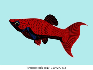 Bright aquarium fish