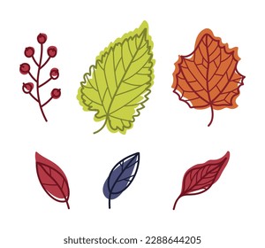 Bright Autumn Foliage with Different Leaf Color Vector Set