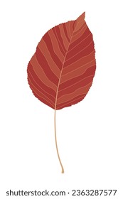 Bright autumn leaf on a white background.