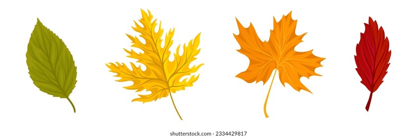 Bright Autumn Leaf with Veins and Stem as Seasonal Foliage Vector Set