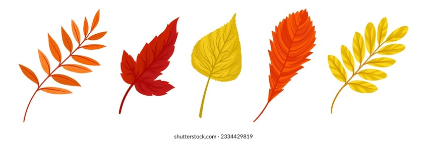 Bright Autumn Leaf with Veins and Stem as Seasonal Foliage Vector Set