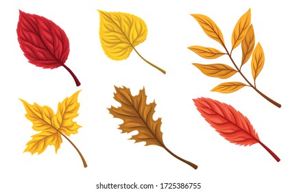 Bright Autumn Leaves Isolated on White Background Vector Set