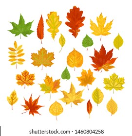 Bright autumn leaves set. Vector illustration isolated on white background. Flat style design.