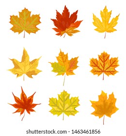 Bright autumn leaves set. Vector illustration isolated on white background.
