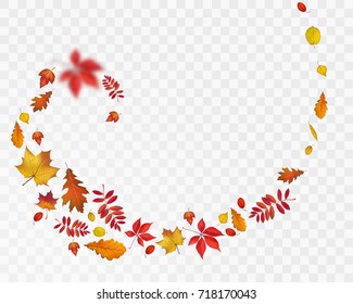 Bright autumn leaves spiral on transparent background. Vector nature illustration for your fall design