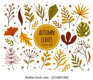 Bright autumn leaves vector set. Forest, meadow, field plants. Hand drawn doodle isolated on white. Leaves of garden, wild trees - maple, oak, birch, rowan. Collection of flat botanical clipart
