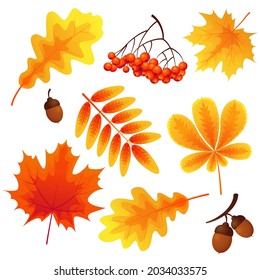 Bright autumn leaves, yellow and red, isolated on white background. Falling leaves of maple, chestnut, mountain ash, oak. Rowan berries, acorns. Vector illustration for seasonal holiday cards