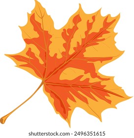 Una brillante hoja de arce de otoño