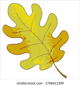 bright autumn oak leaf vector illustration isolated on white background